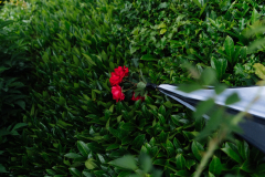 DSC09955